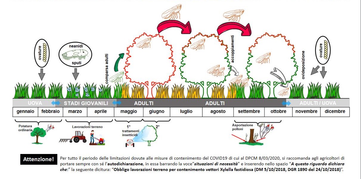 Adempimenti Xylella